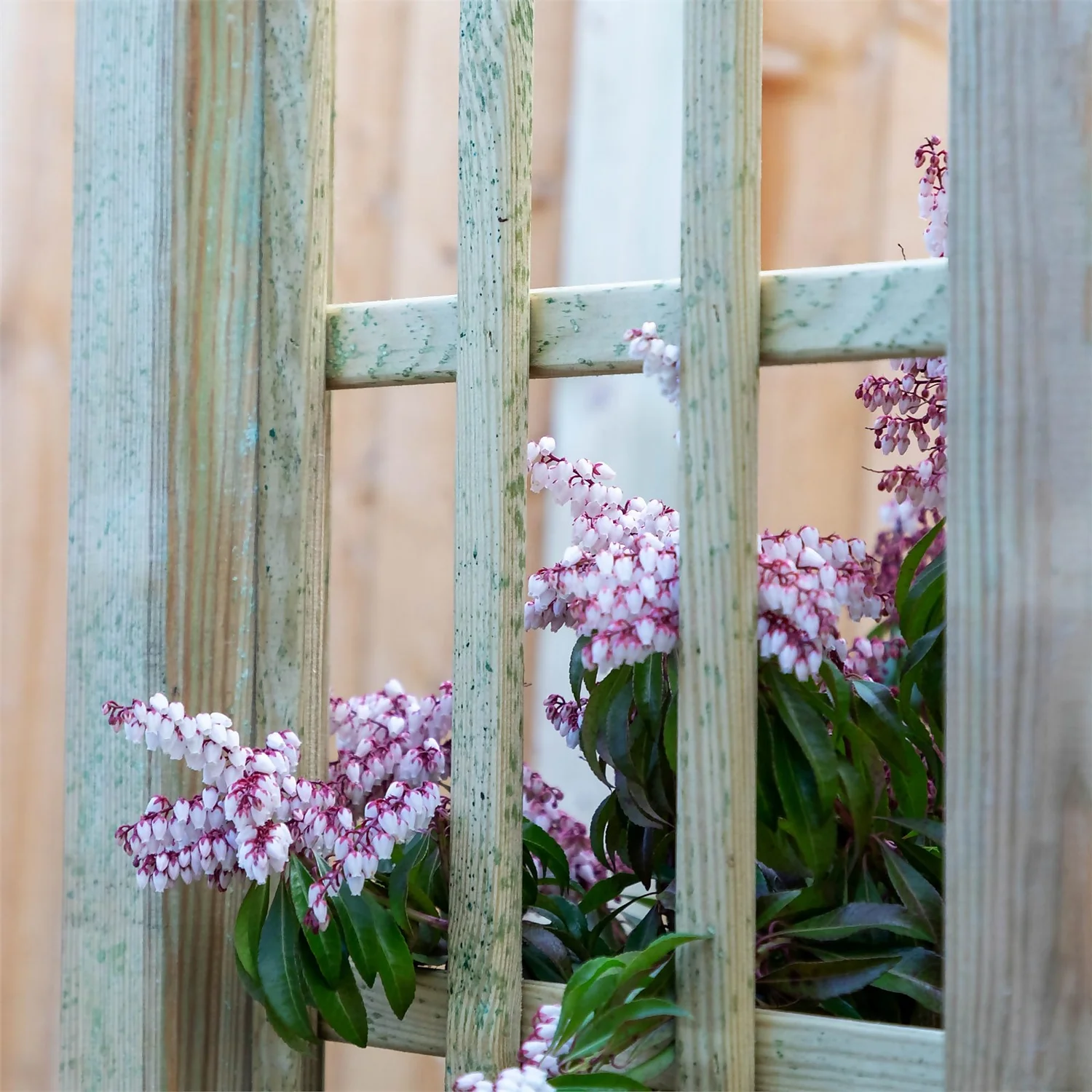 Mercia Curved Arch - Image 3