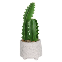 Cactus In Textured Pot